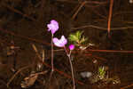 Eastern purple bladderwort